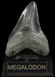 Serrated, Megalodon Tooth - Georgia #70040-2